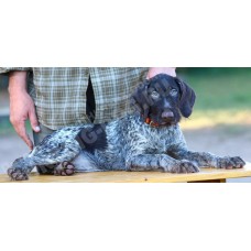 Породистый щенок из помета П сука №1 породы дратхаар Породистый щенок из помета П сука №1 породы дратхаар